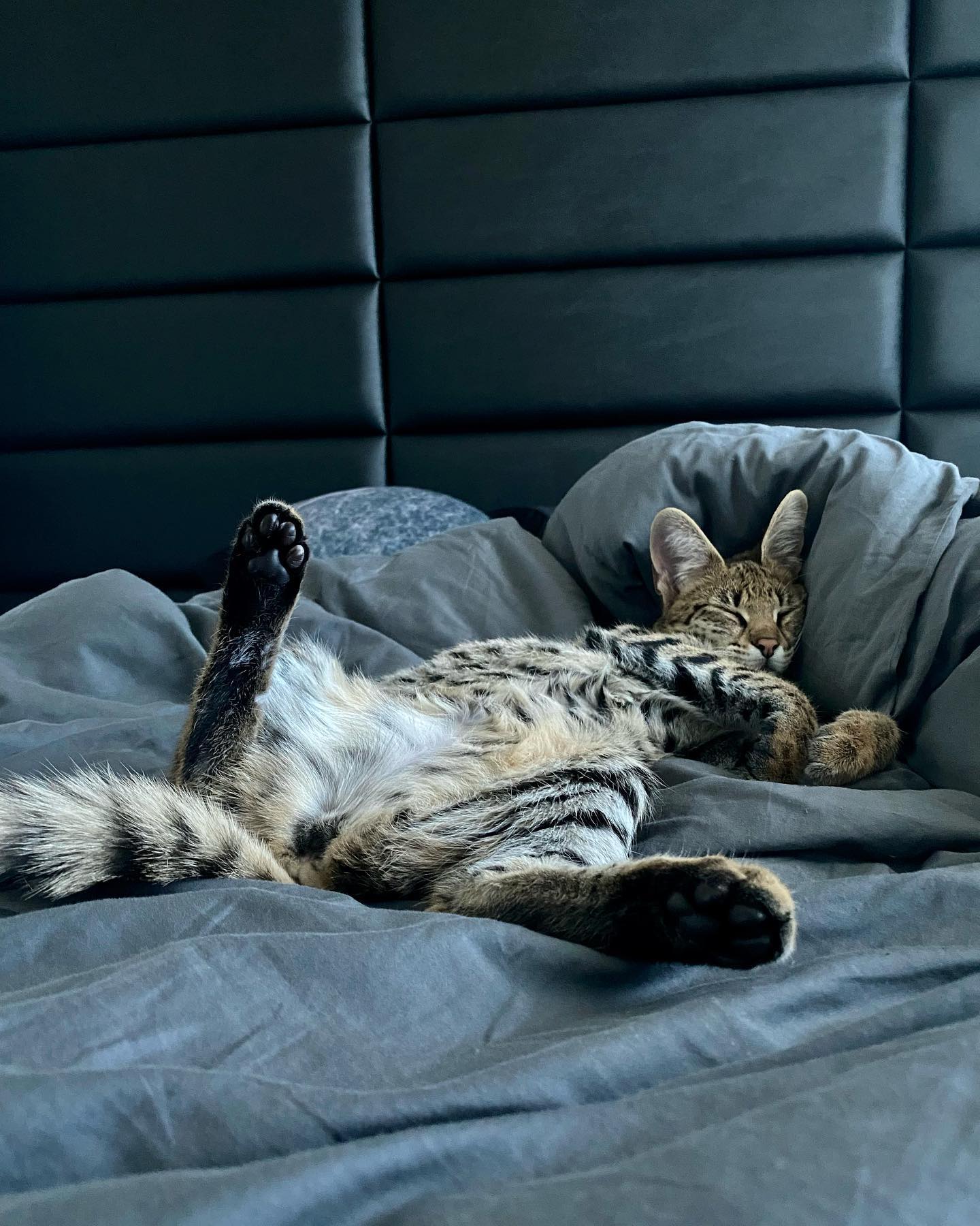 Lazy Sunday cat nap 🖤💤💤
•
•
•

#funnyreels #catreels #f1savannah #catsofinstagram #cat #cats #meow #instagram #catstagram #instacat #kitten #kittensofinstagram #kittens