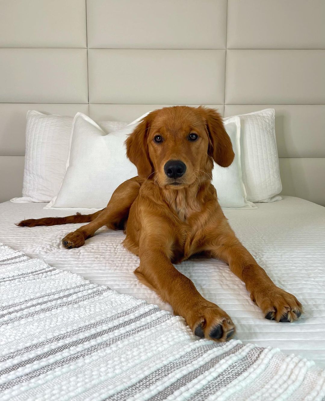 My hoomans don’t know yet, but I’ve decided to claim the guest bedroom as my own😇I’m almost grown, I deserve this!!! Who’s with me?